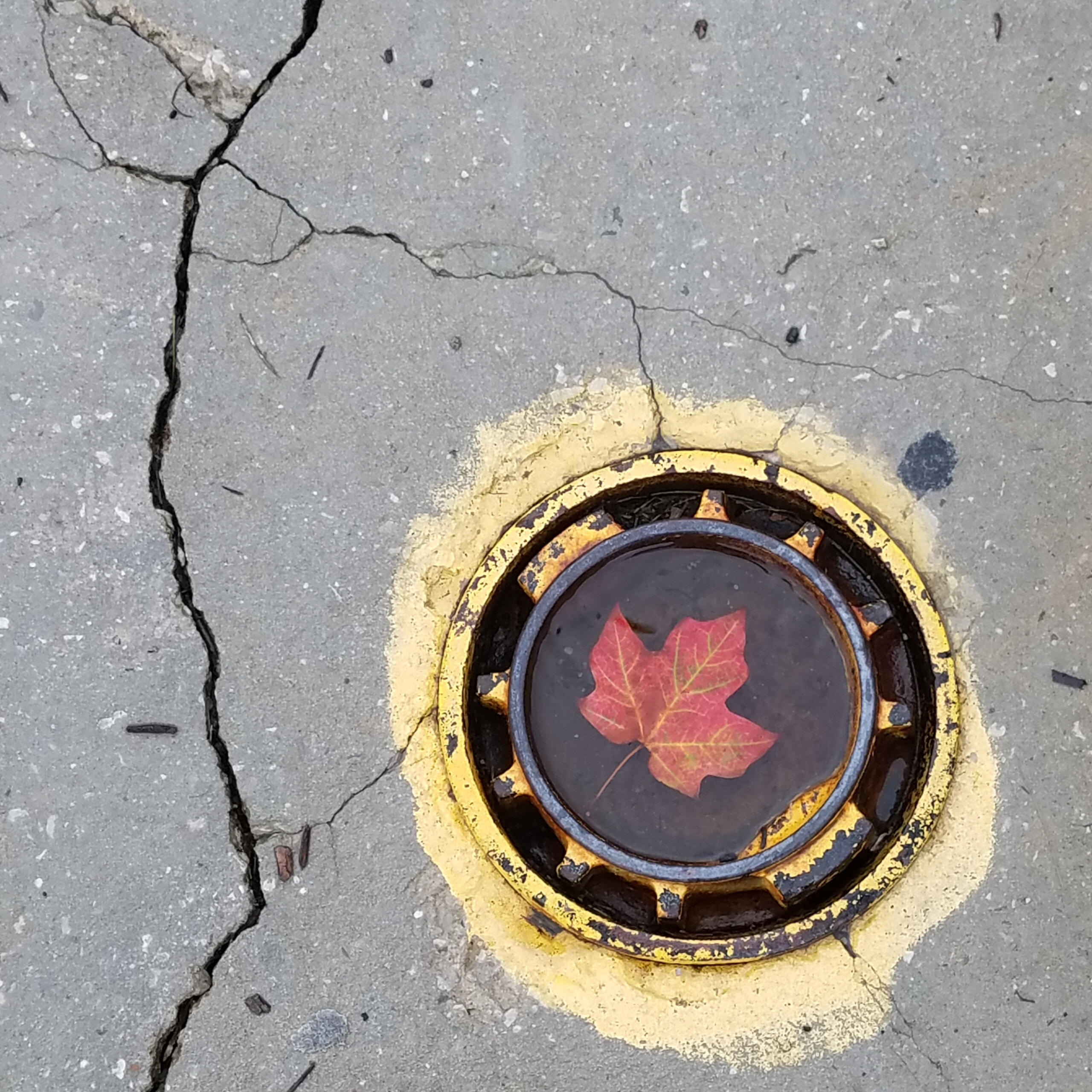 Dominion Over the Earth